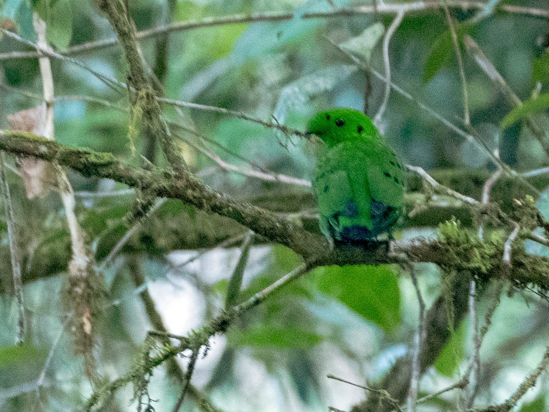 Hose's Broadbill eBird