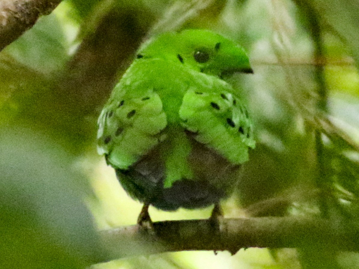 Hose's Broadbill eBird
