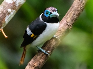  - Wattled Broadbill