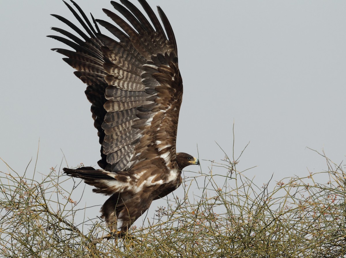 Greater Spotted Eagle - Gobind Sagar Bhardwaj