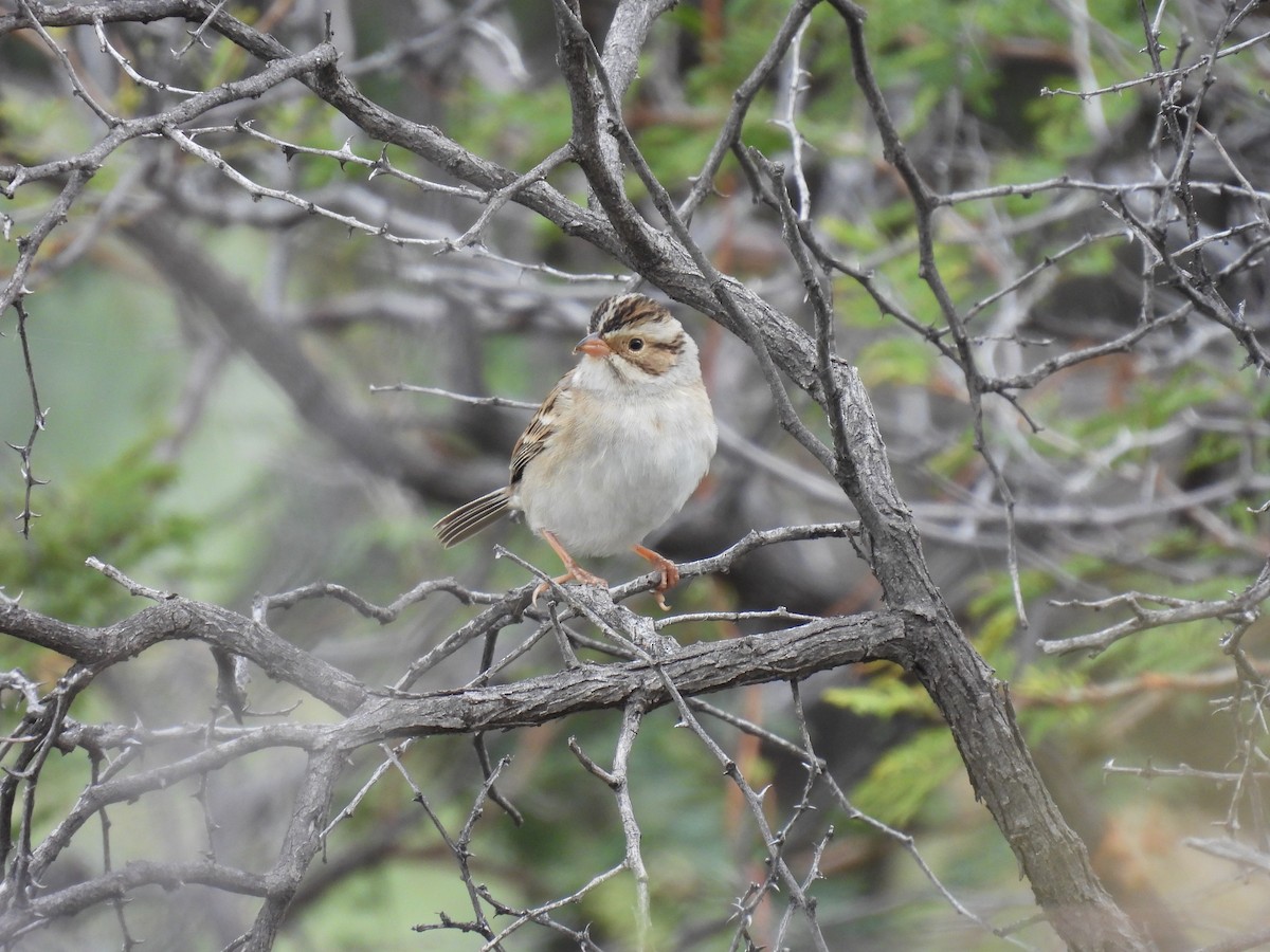 Clay-colored Sparrow - ML374212811