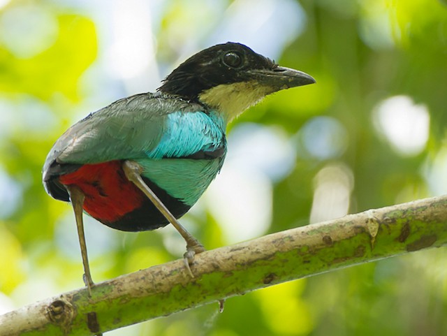 Photos - Azure-breasted Pitta - Pitta steerii - Birds of the World