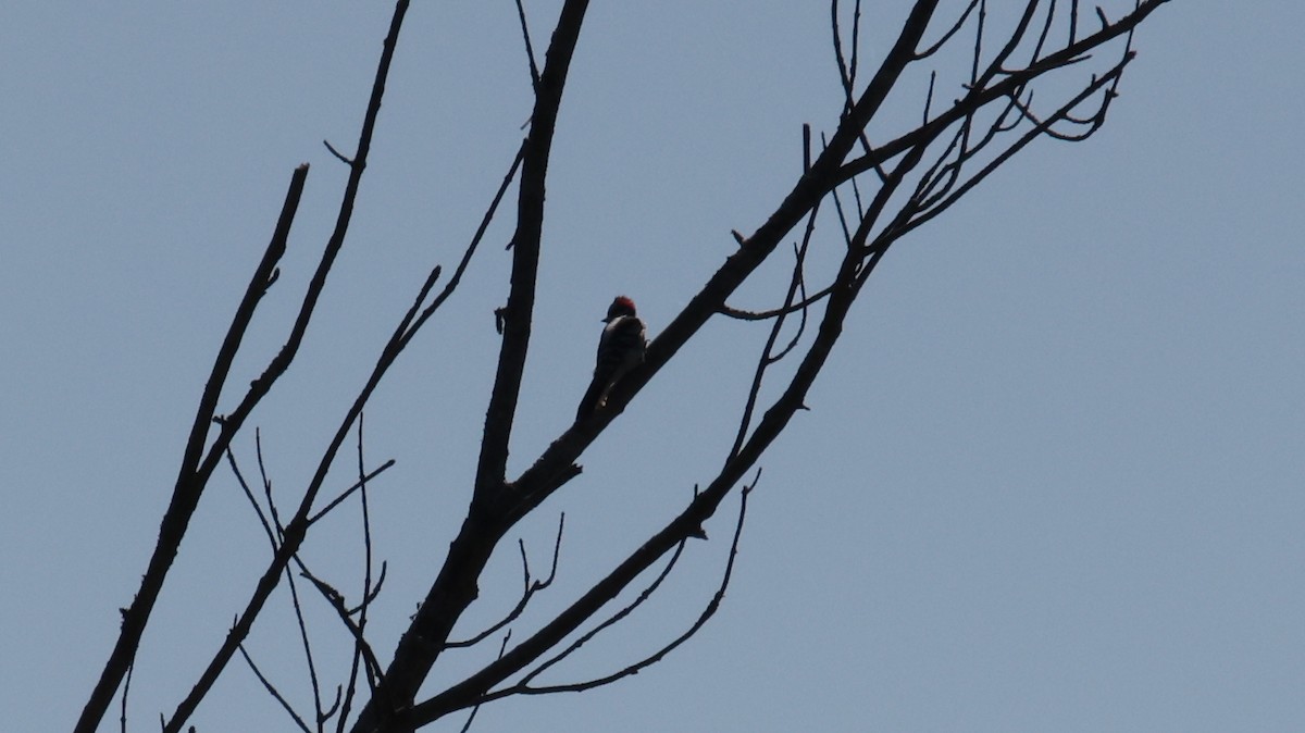 Red-bellied Woodpecker - ML374221041