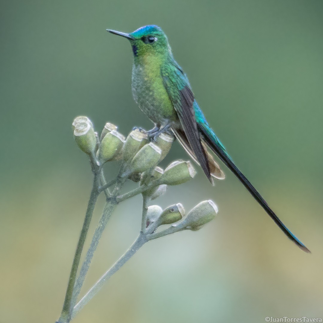 Long-tailed Sylph - ML374221131