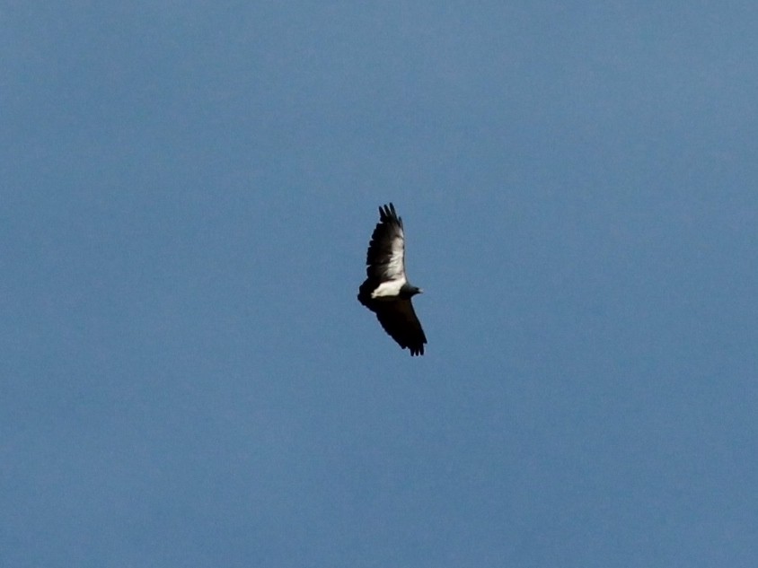 Black-chested Buzzard-Eagle - Rutger Koperdraad
