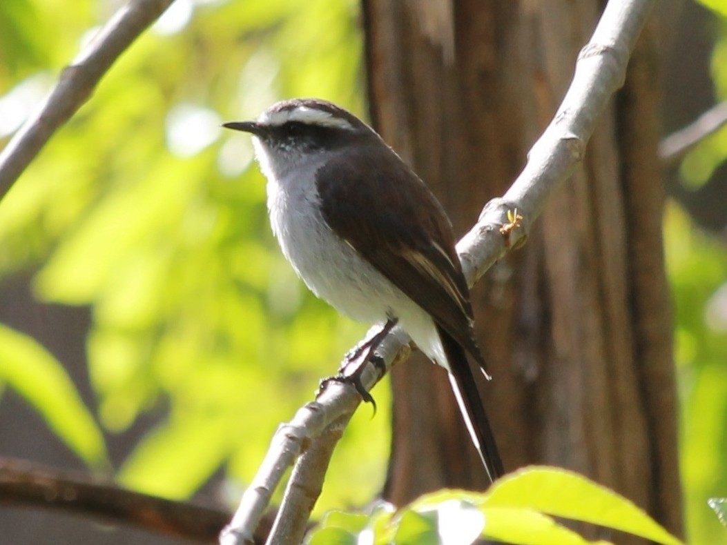 White-browed Chat-Tyrant - ML37422191
