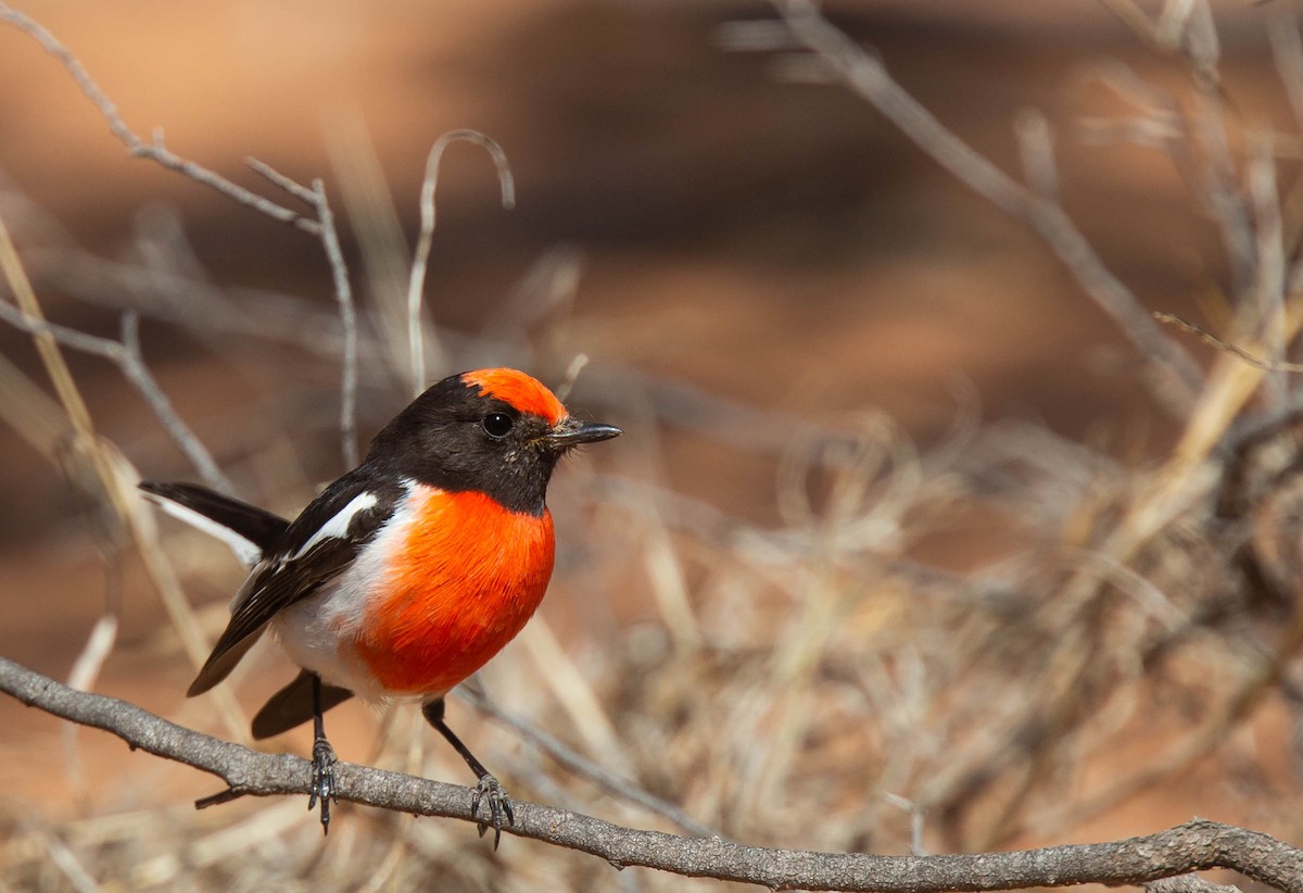 Red-capped Robin - ML374222181