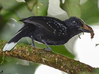  - Band-tailed Antshrike