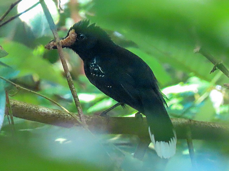 Band-tailed Antshrike - sylvain Uriot