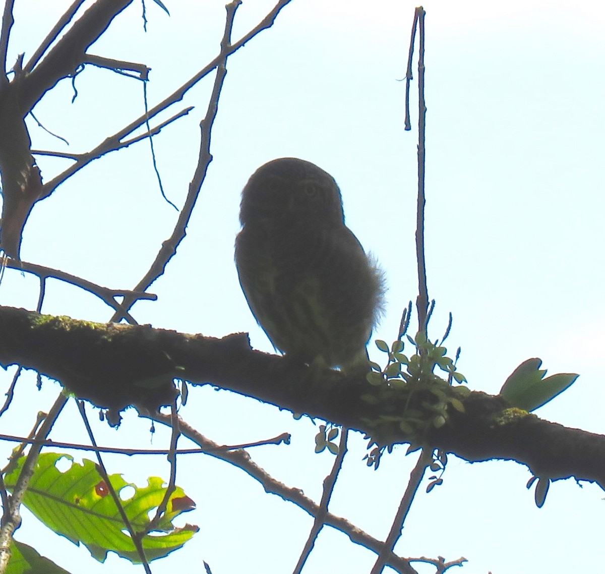 Collared Owlet - Mich Coker