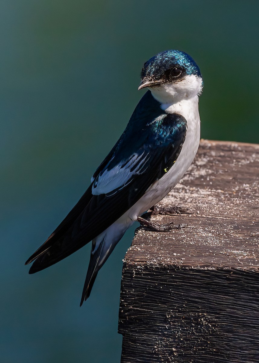 White-winged Swallow - ML374225791