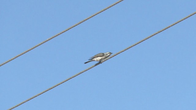 Black-eared Cuckoo - ML374229311