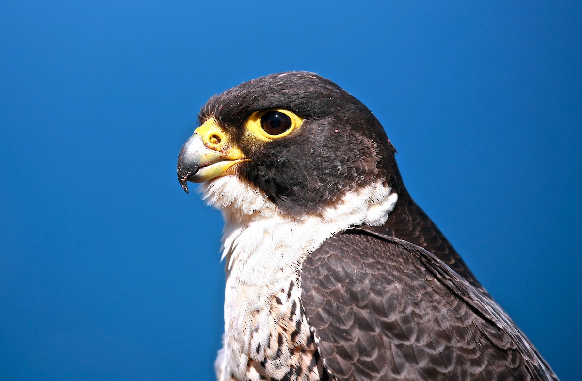 Peregrine Falcon (Australian) - ML37423001