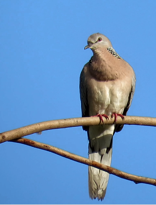 Spotted Dove - ML374233461