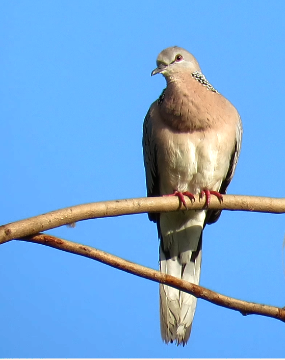 Spotted Dove - ML374233471