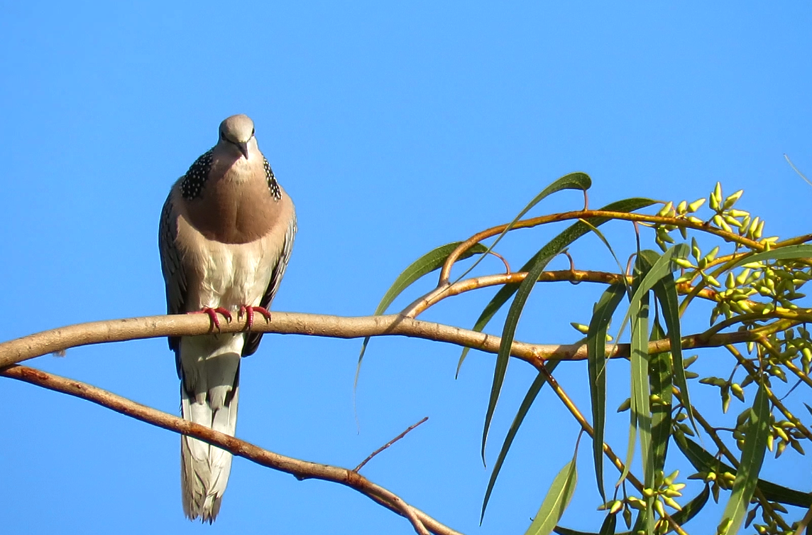 Spotted Dove - ML374233491