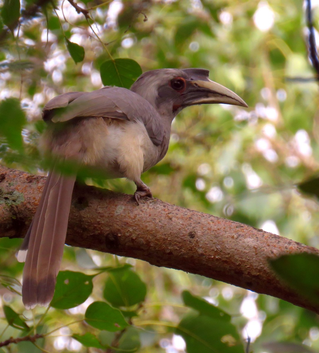 Indian Gray Hornbill - Santharam V