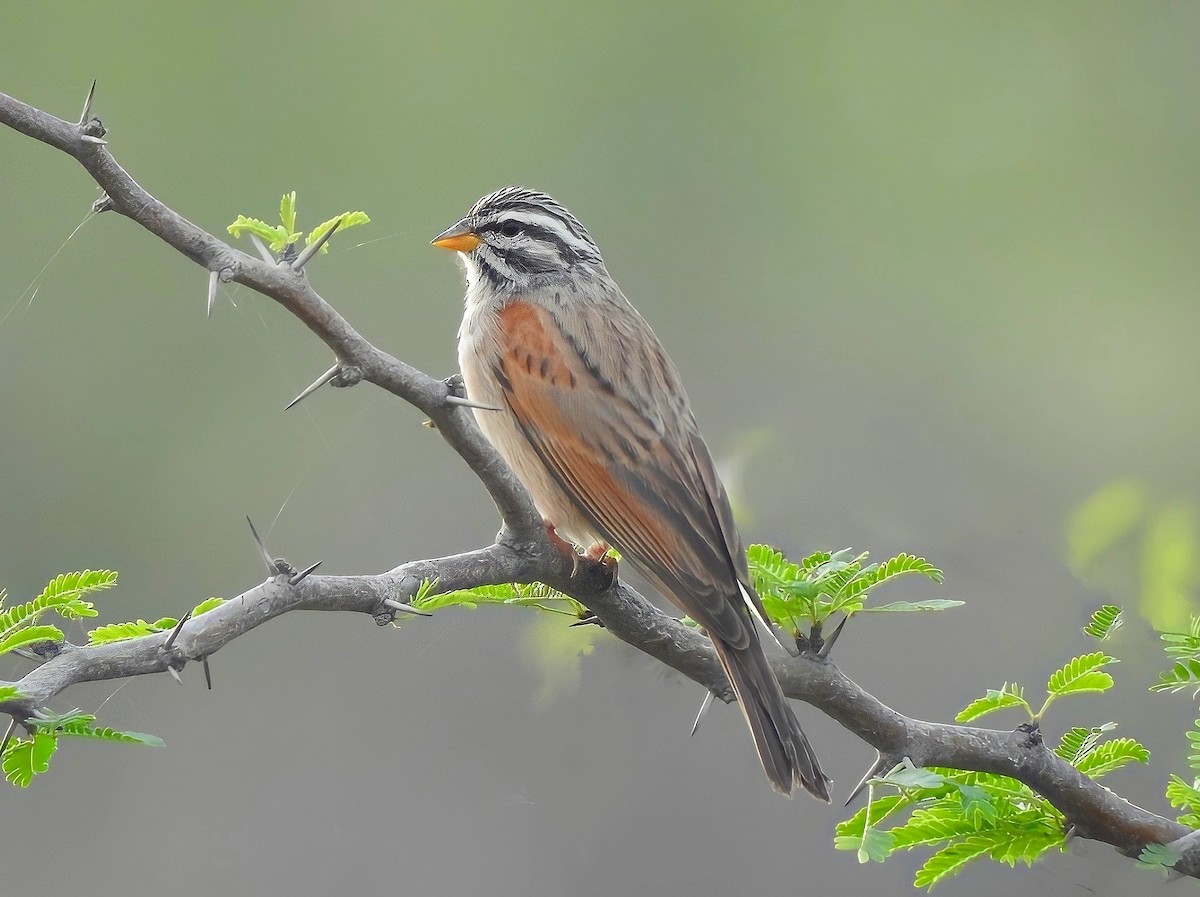 Striolated Bunting - ML374237411