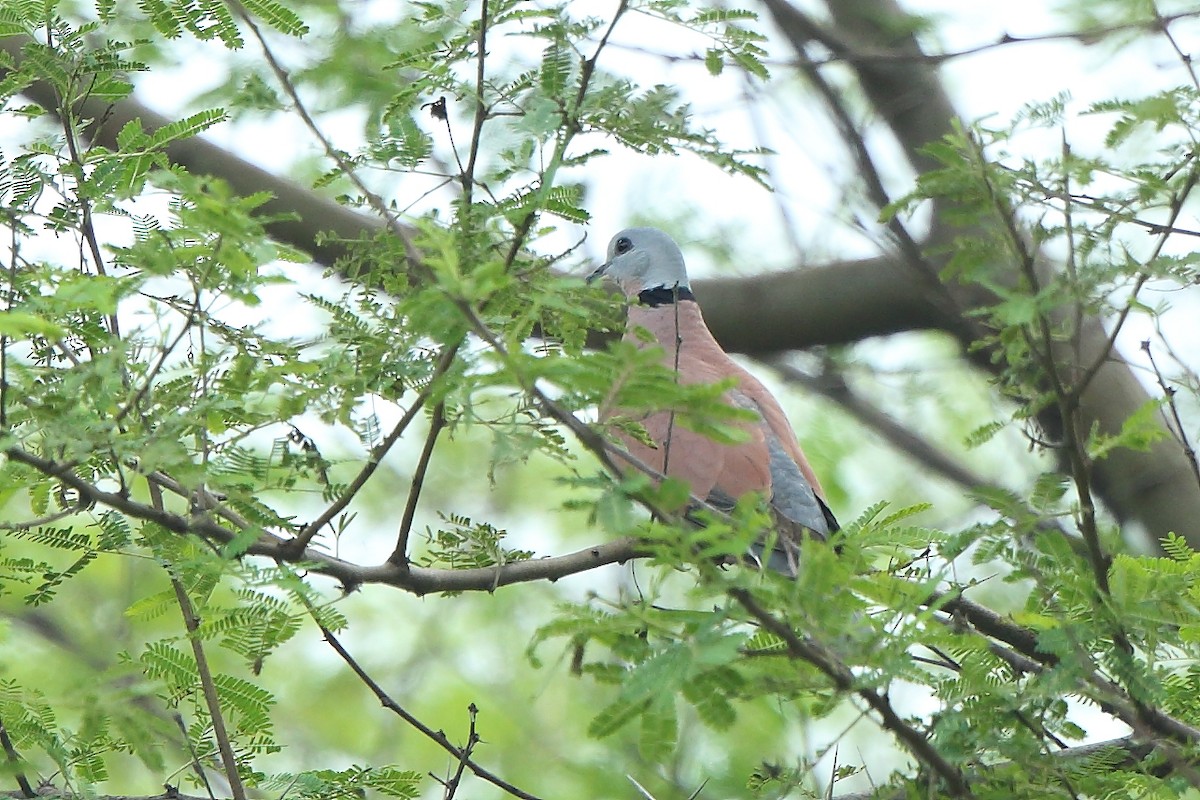 Red Collared-Dove - ML374241341