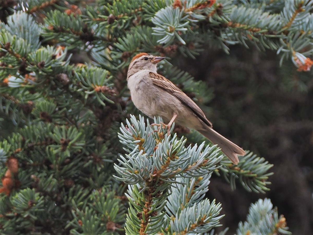 Chipping Sparrow - ML374244031