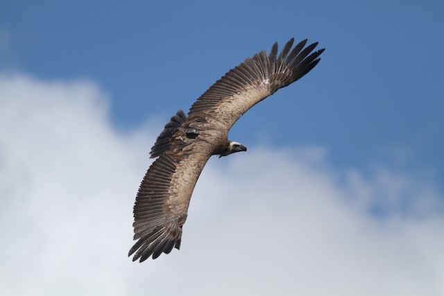 Possible confusion species: White-backed Vulture (<em class="SciName notranslate">Gyps africanus</em>). - White-backed Vulture - 