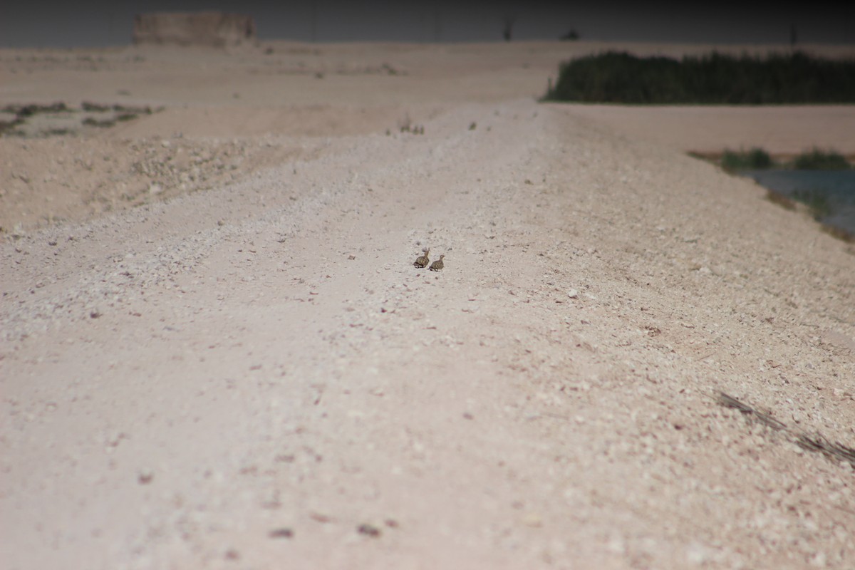 Chestnut-bellied Sandgrouse (Arabian) - David Leadbetter