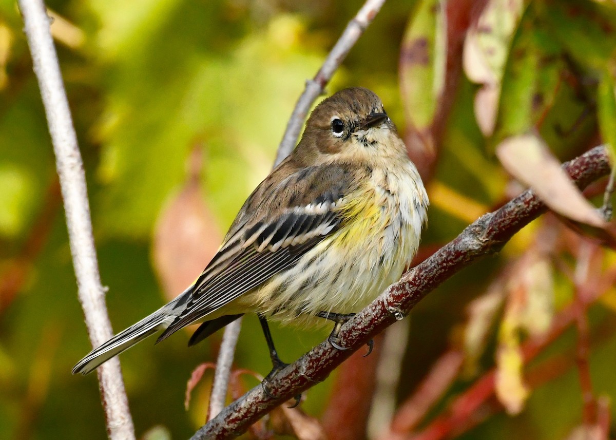 Yellow-rumped Warbler - Alan Bloom