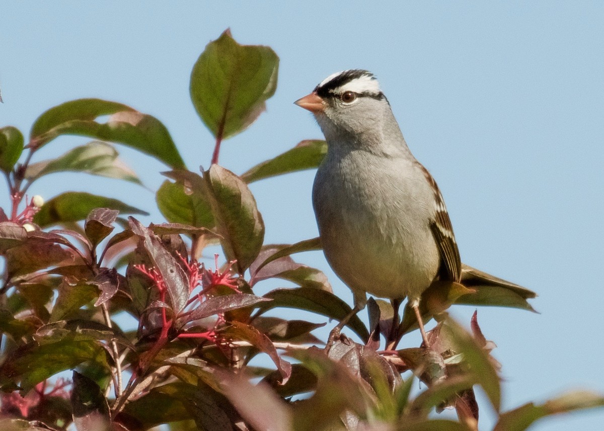 White-crowned Sparrow - ML374249001