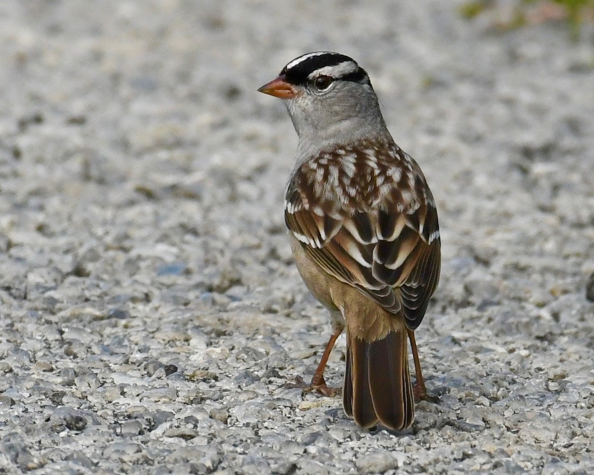White-crowned Sparrow - ML374249011
