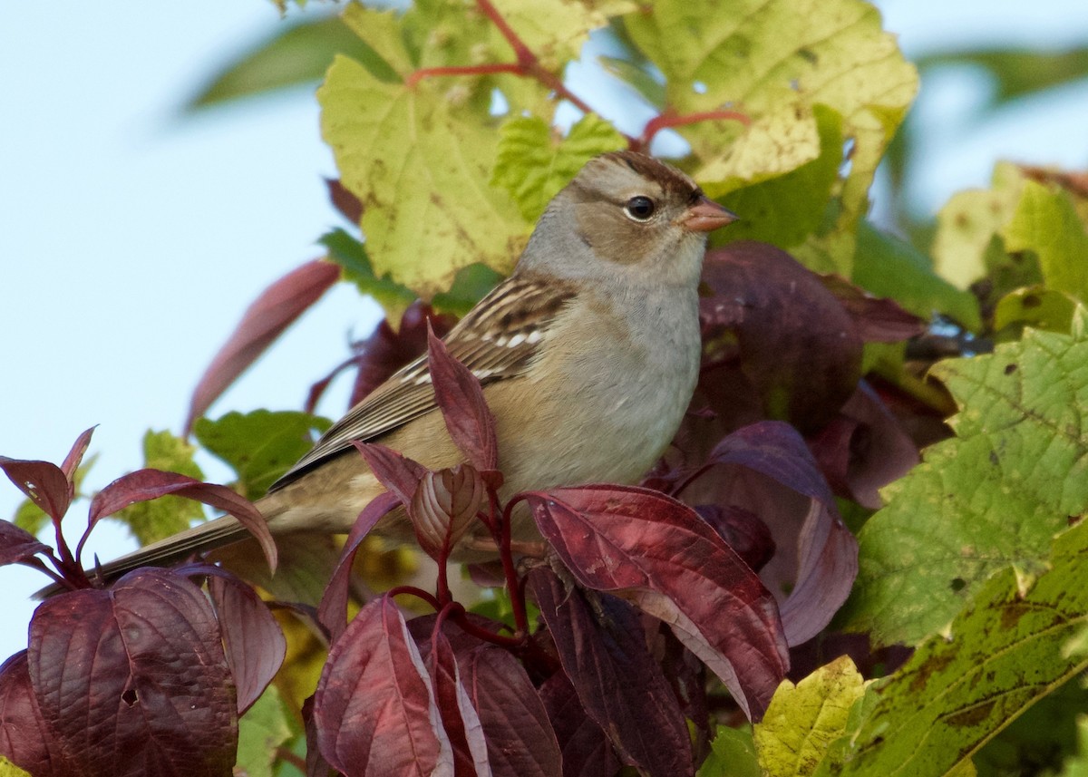 White-crowned Sparrow - ML374249021