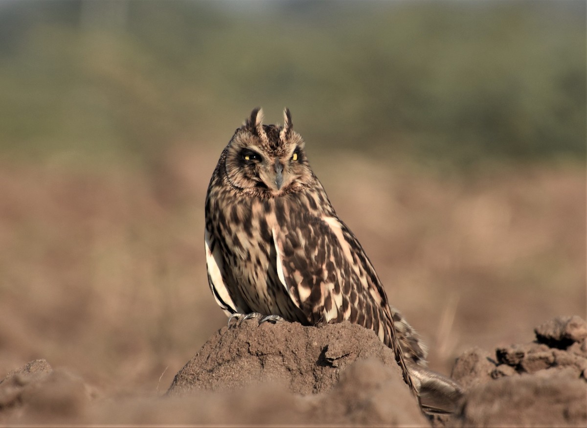 Short-eared Owl - ML374249351