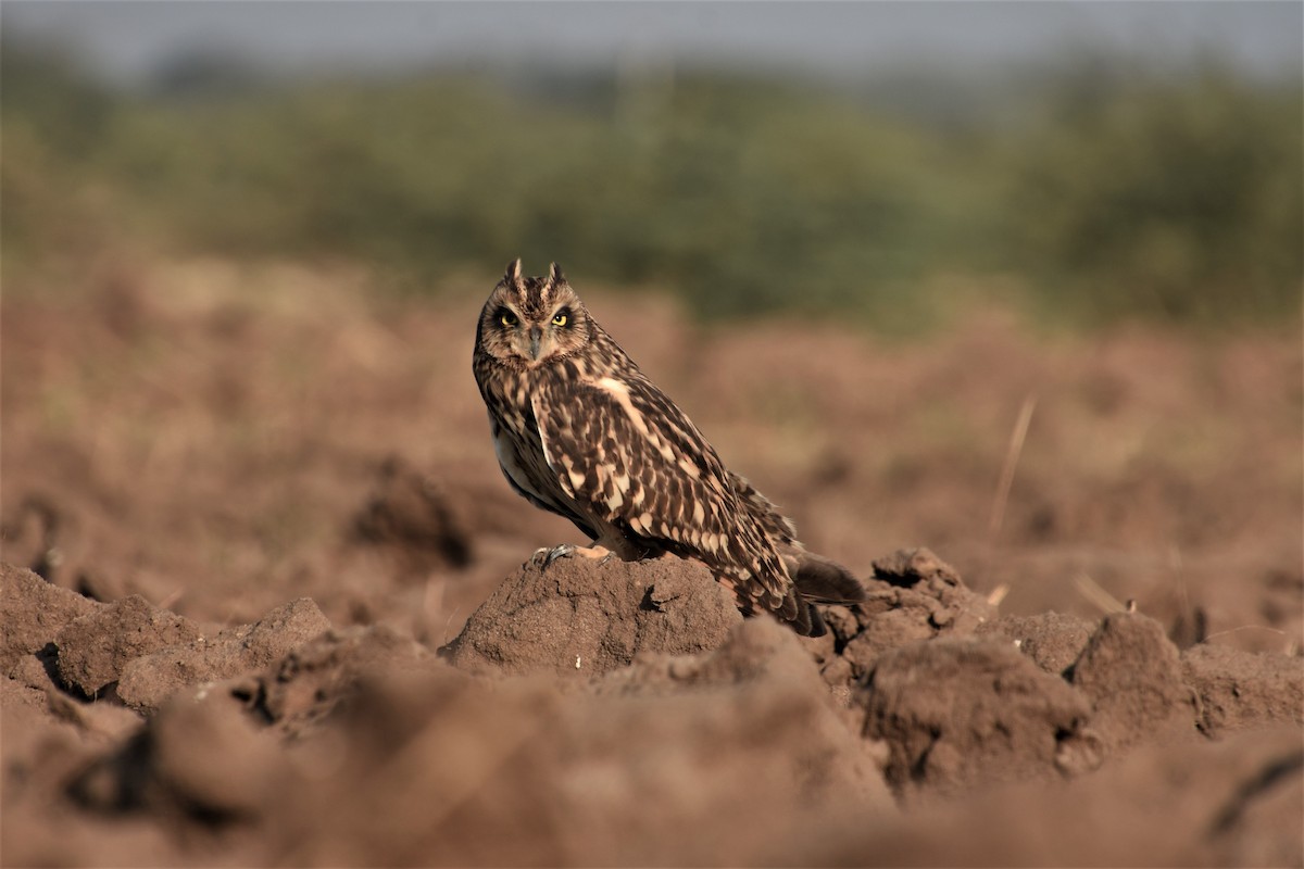 Short-eared Owl - SHIRISH GAJARALWAR