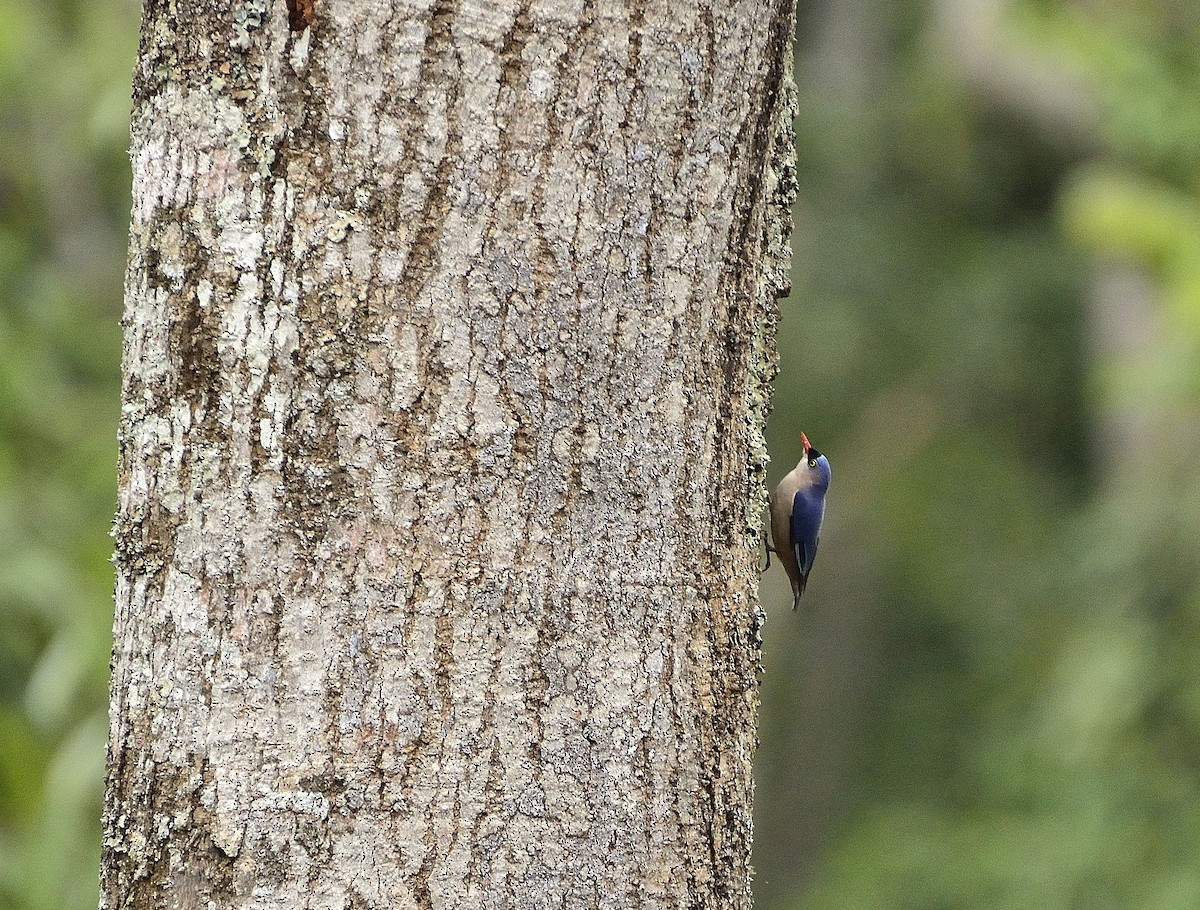 Velvet-fronted Nuthatch - ML37425171