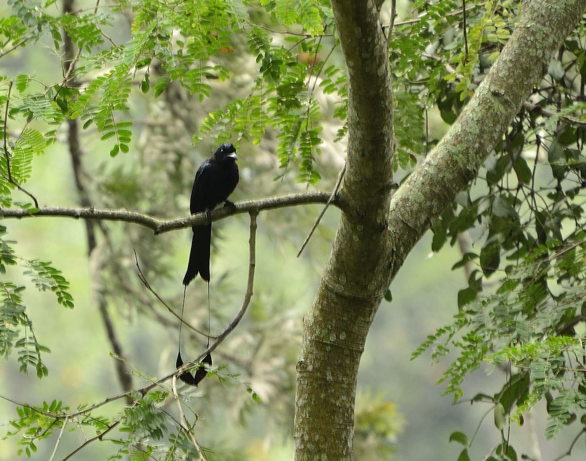 Greater Racket-tailed Drongo - ML37425211