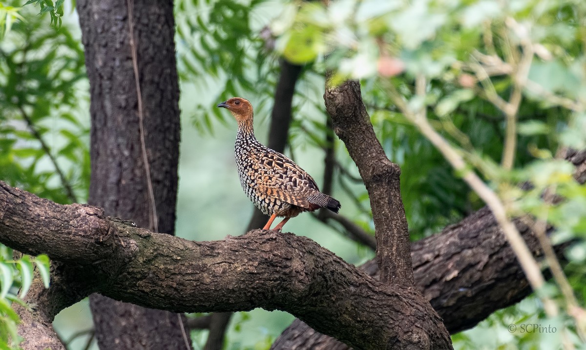 Painted Francolin - ML374255551