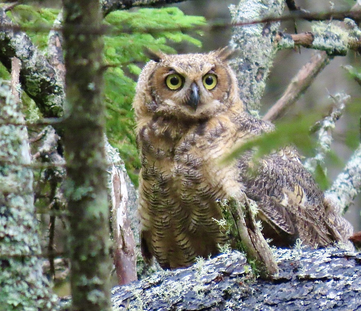 Great Horned Owl - Linda Grebe 🦅