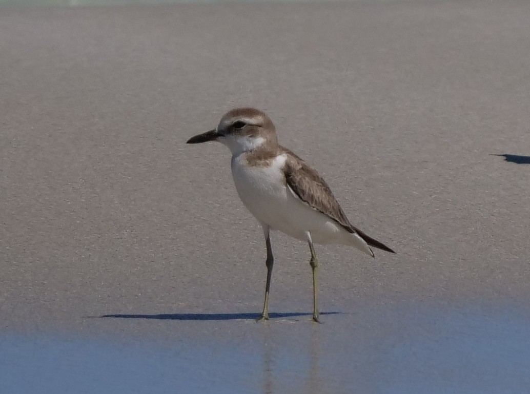 Greater Sand-Plover - Peter Lowe