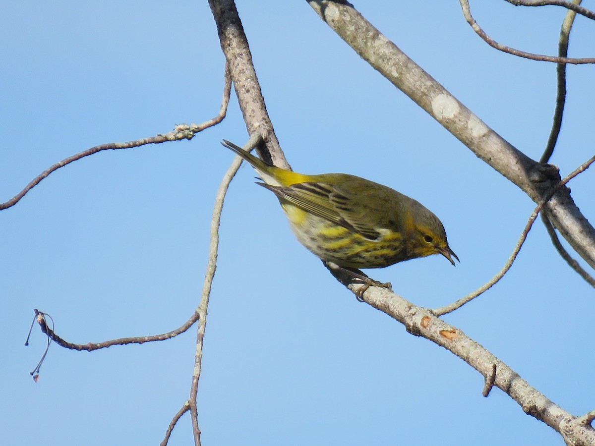 Cape May Warbler - ML374264661