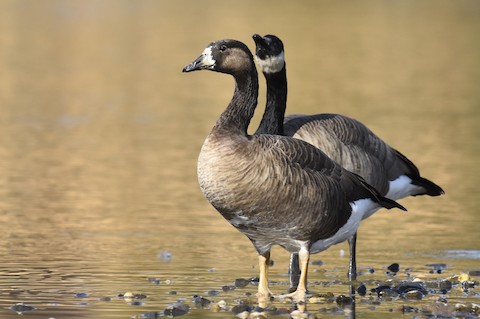 Greater White fronted x Canada Goose hybrid Anser albifrons x