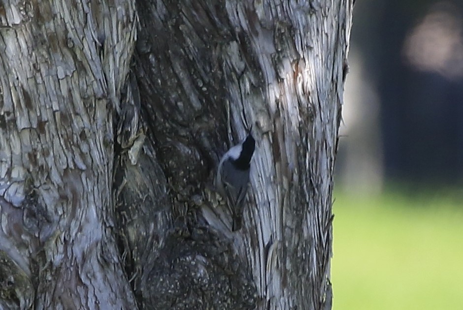 White-breasted Nuthatch - ML374268051