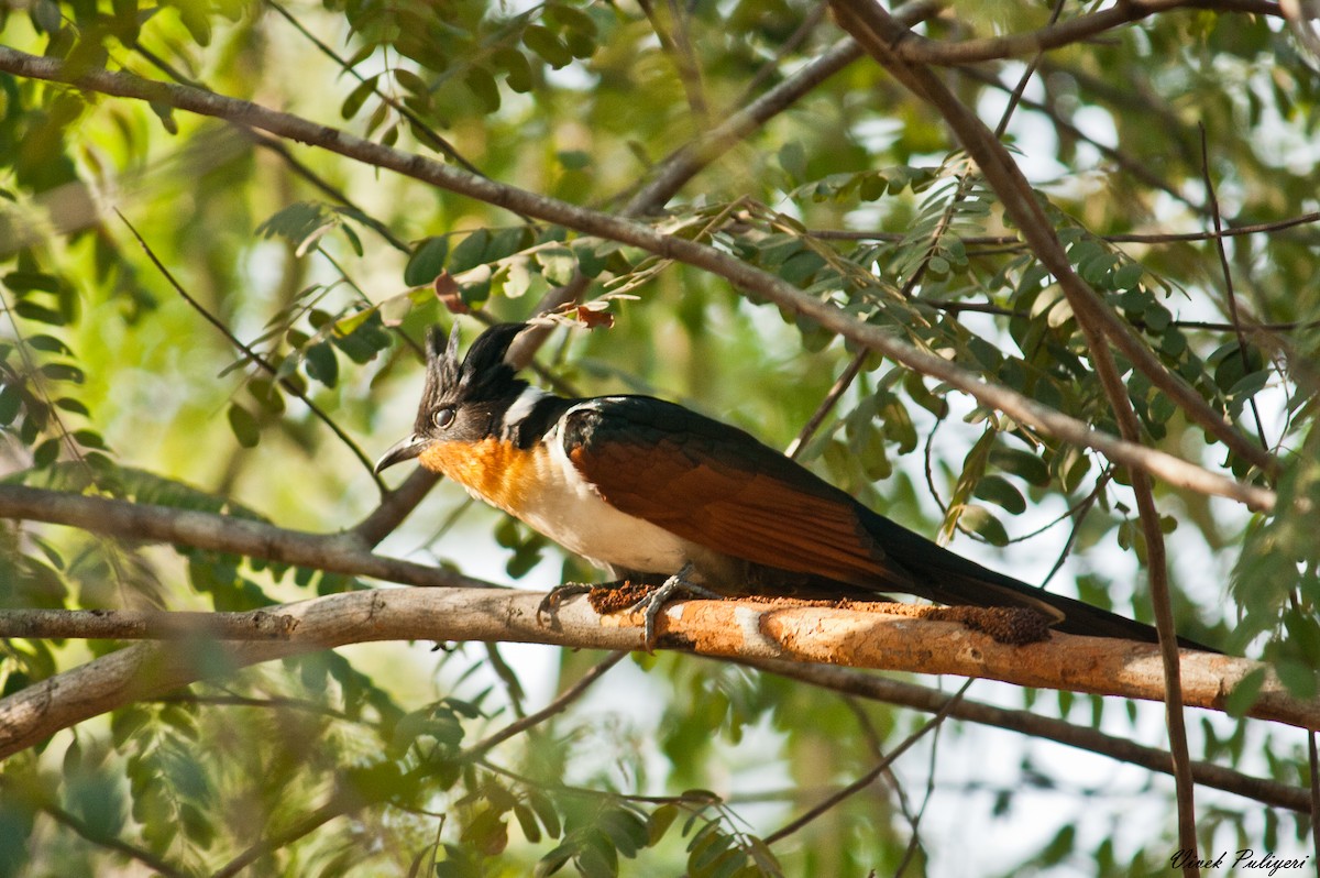 Chestnut-winged Cuckoo - Anonymous