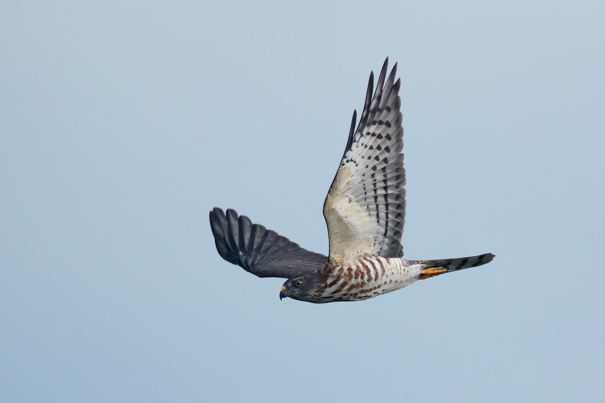 Chinese Sparrowhawk - ML374271011