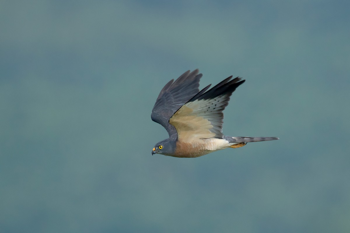 Chinese Sparrowhawk - ML374271021