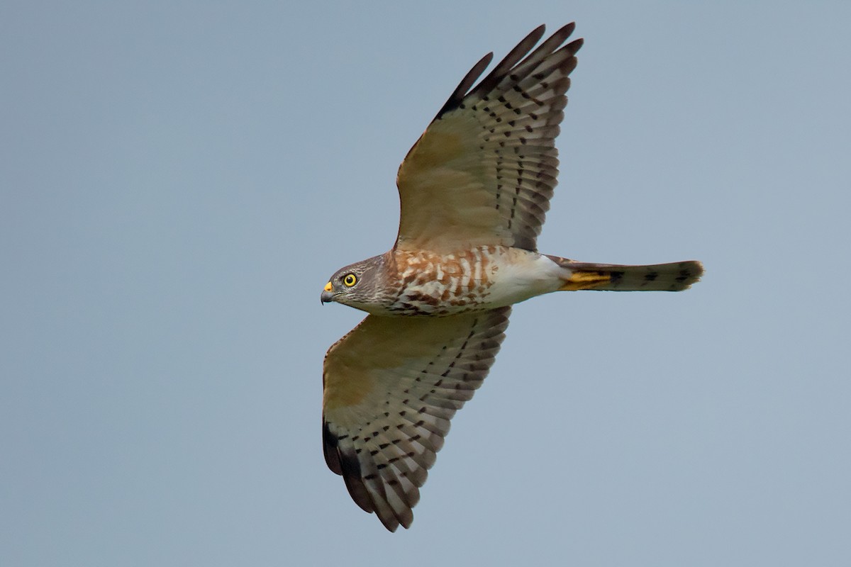 Chinese Sparrowhawk - ML374271891