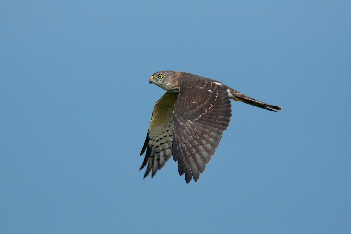 Chinese Sparrowhawk - Ayuwat Jearwattanakanok