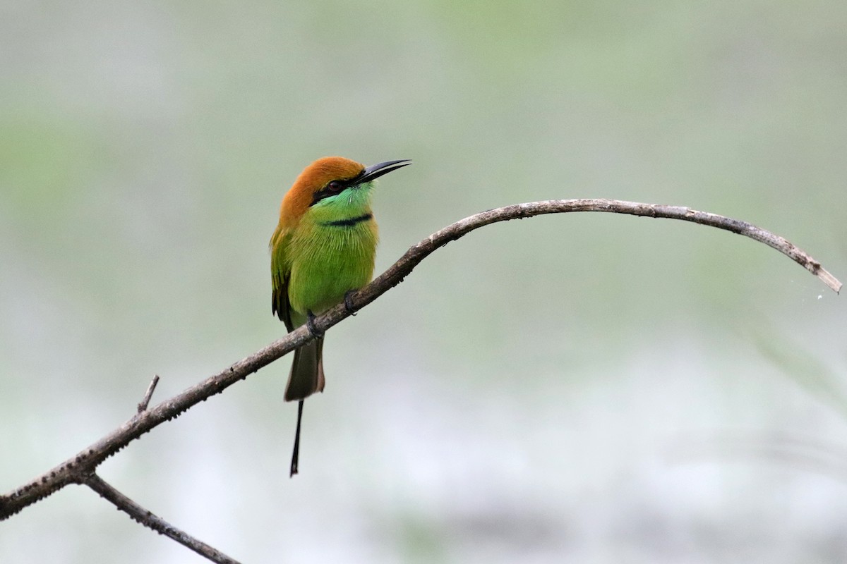 Asian Green Bee-eater - ML374271921