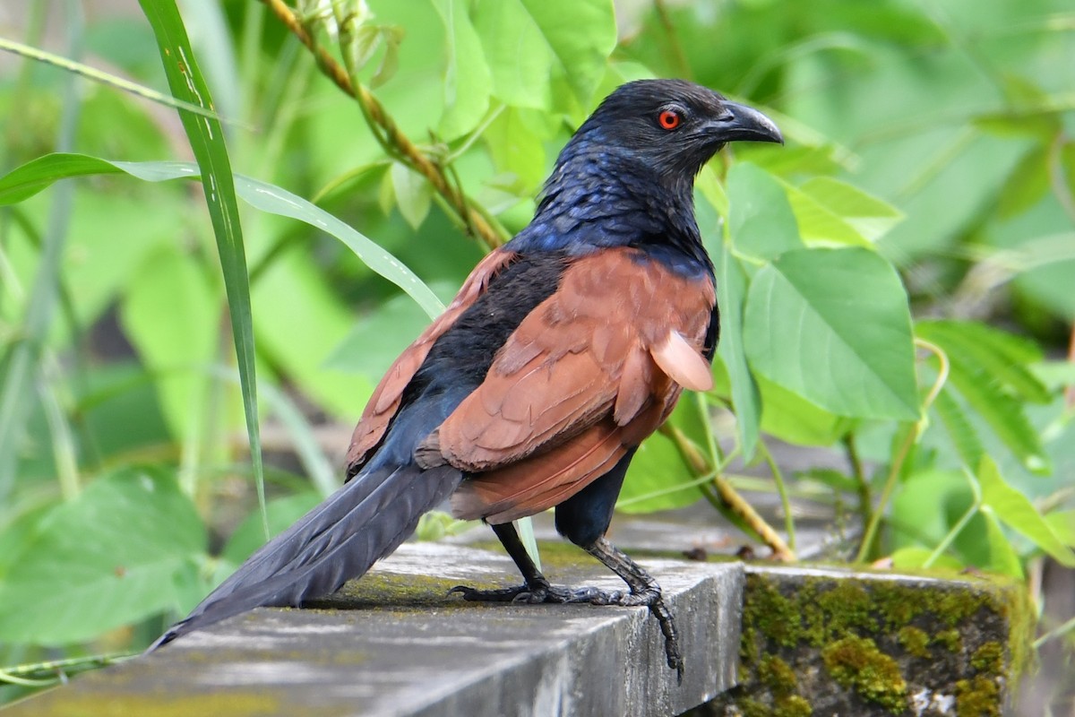 Greater Coucal - H Nambiar