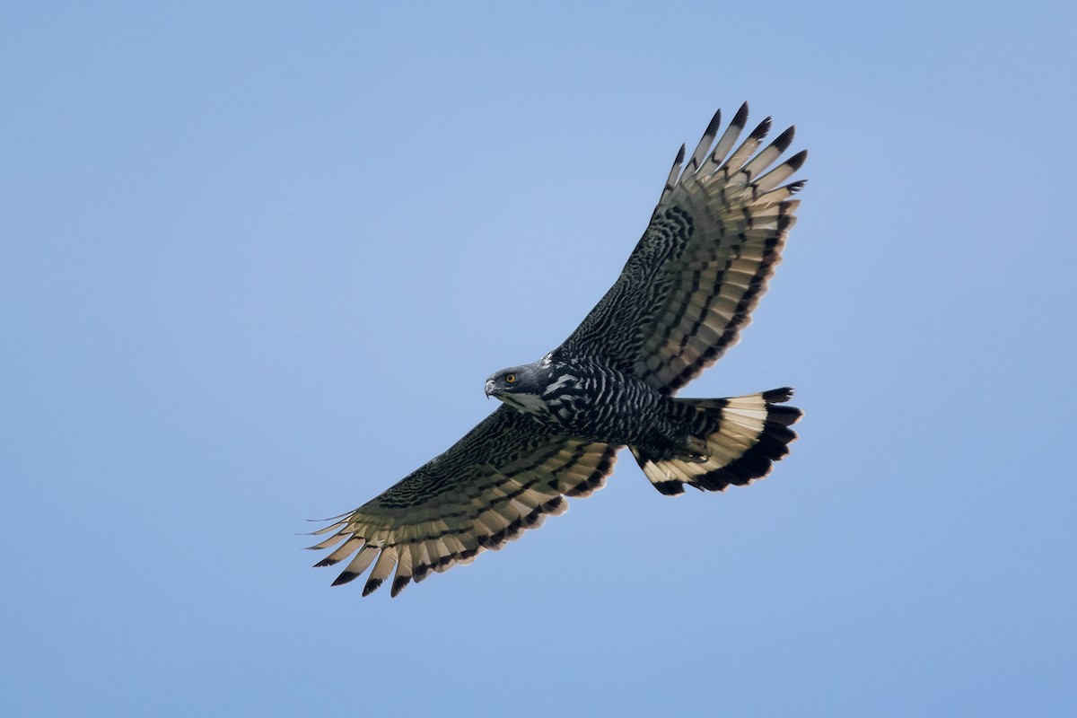 Blyth's Hawk-Eagle - Ayuwat Jearwattanakanok