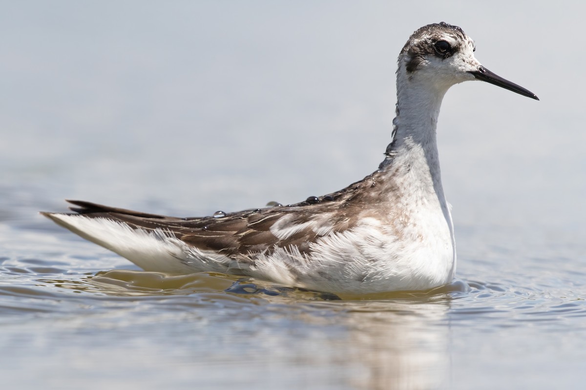 Red-necked Phalarope - Dave Bakewell