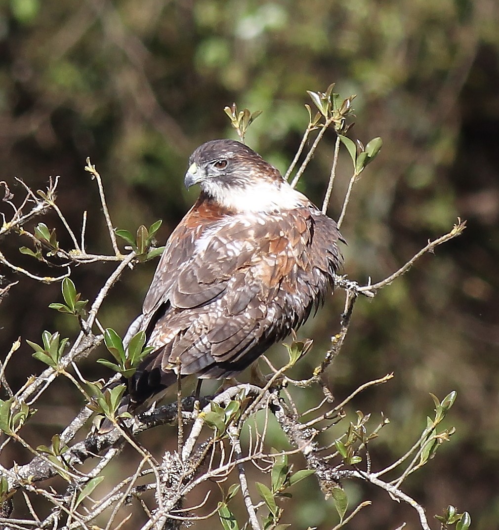 Variable Hawk (Red-backed) - ML37427921